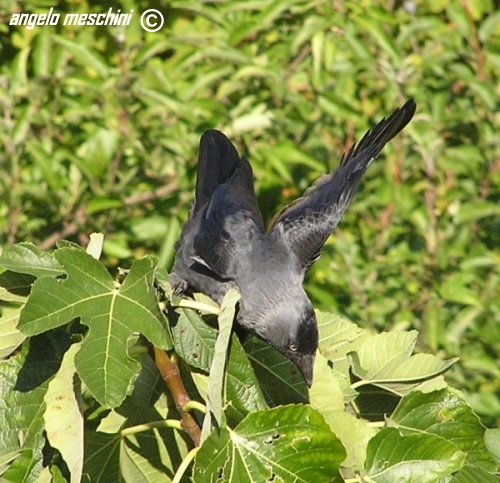 Taccola  Corvus monedula equilibrista